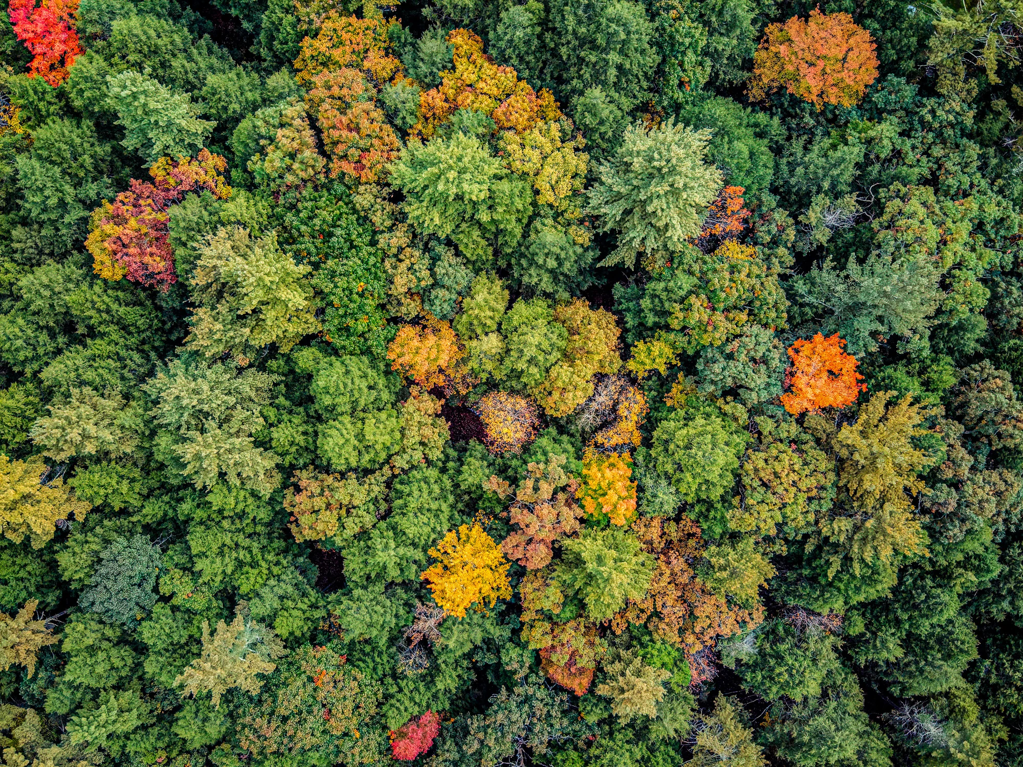 Canopy, Straight Down