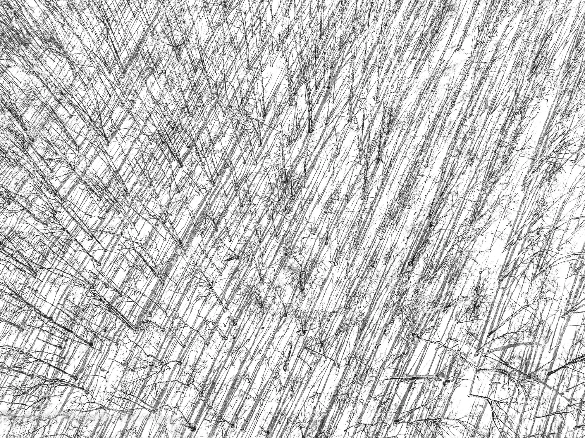 Winter Branches, B&W